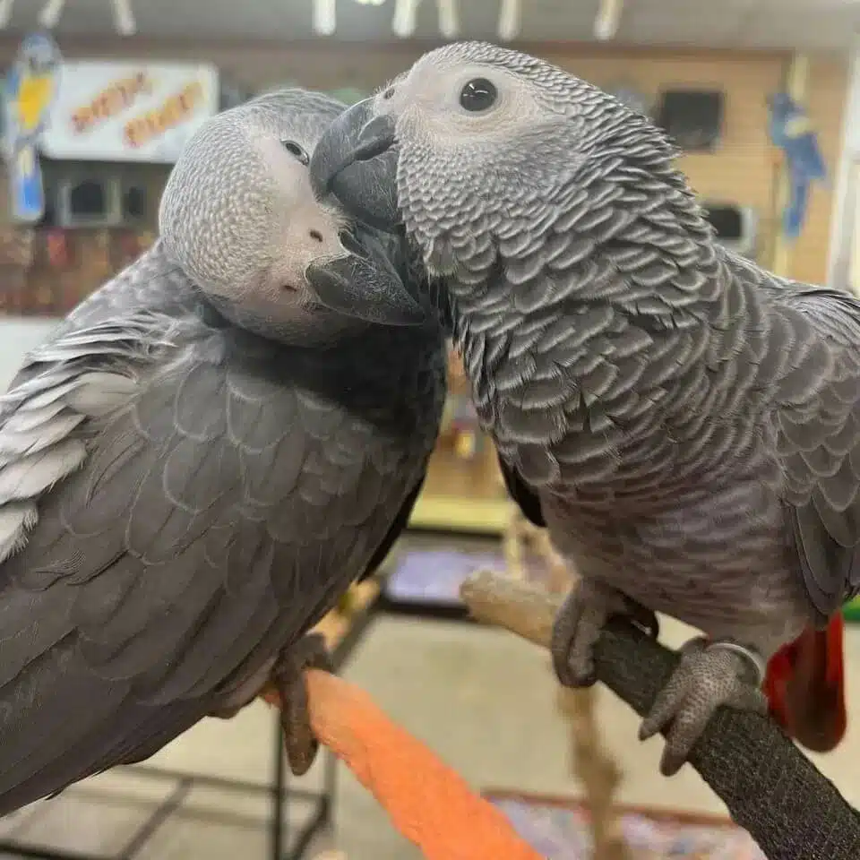 African Grey Parrots For Sale | African Gray Parrot For Sale | Timneh ...